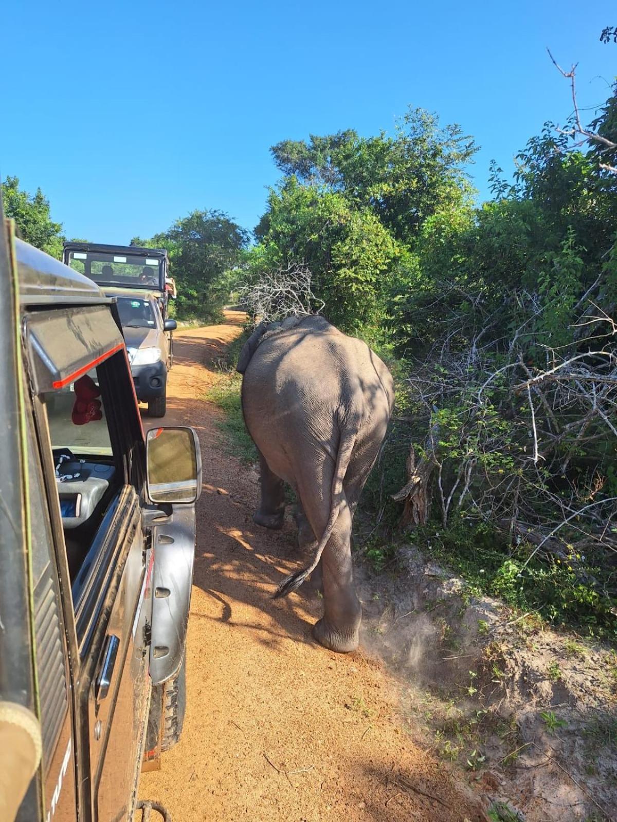 Saman Resort Yala Tissamaharama Dış mekan fotoğraf