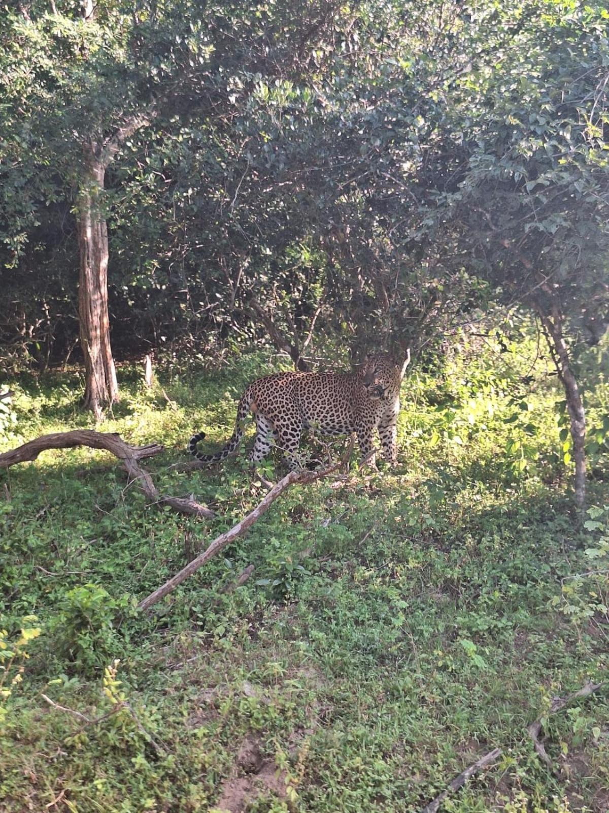 Saman Resort Yala Tissamaharama Dış mekan fotoğraf