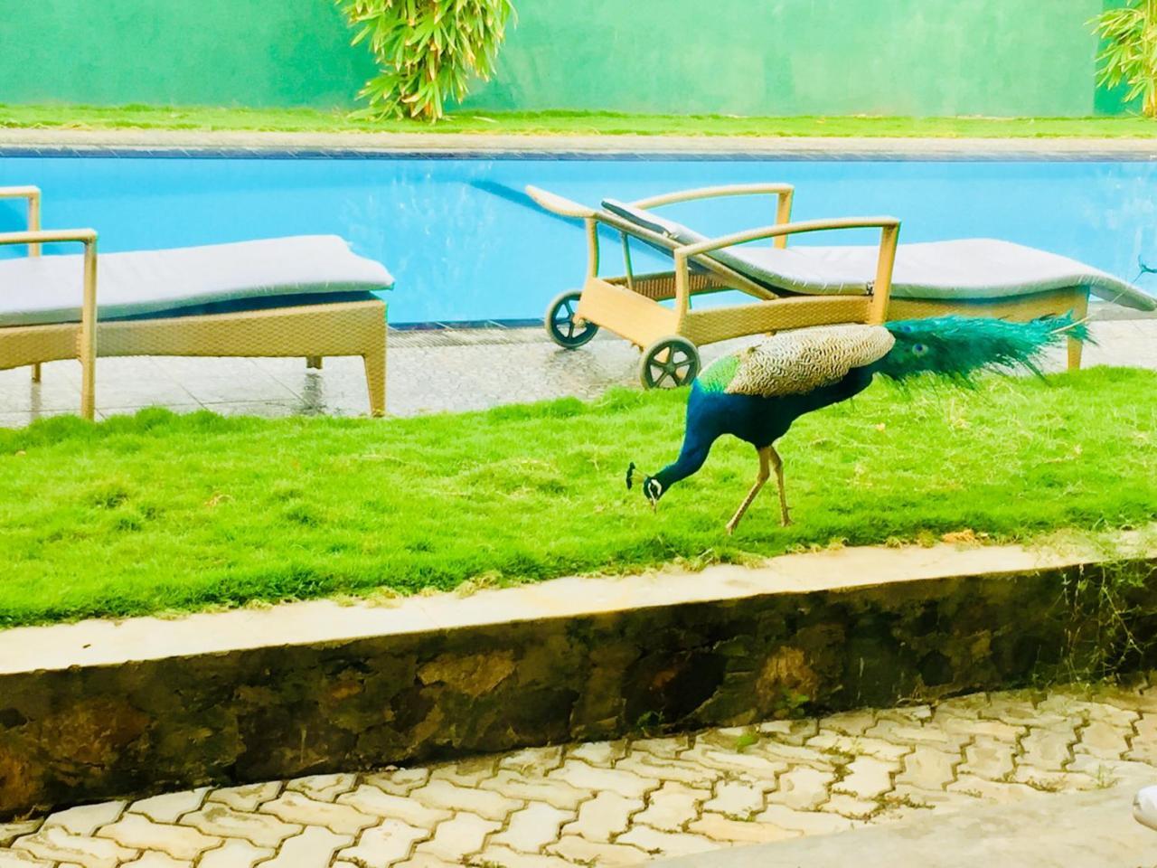 Saman Resort Yala Tissamaharama Dış mekan fotoğraf